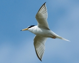 bird in flight
